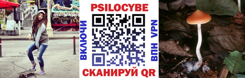 Псилоцибиновые грибы Psilocybe  где можно купить   Краснодар 